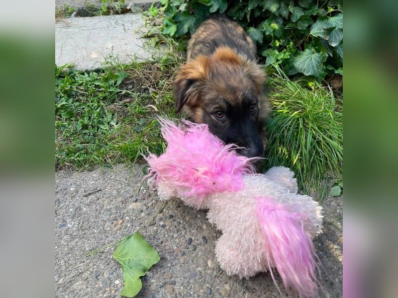 COOPER - verspielter Schatz