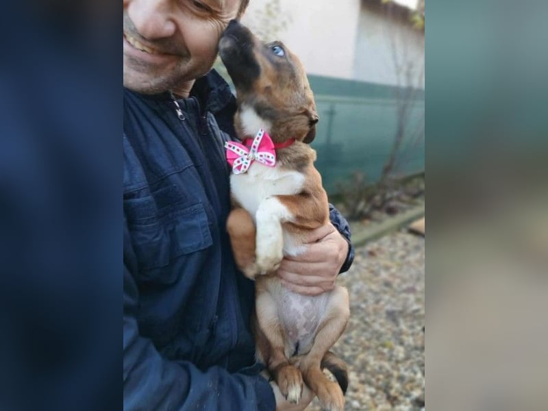 DORA - süßes Hundemädchen