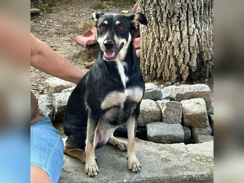 FRIEDA - sucht ihren sicheren Hafen