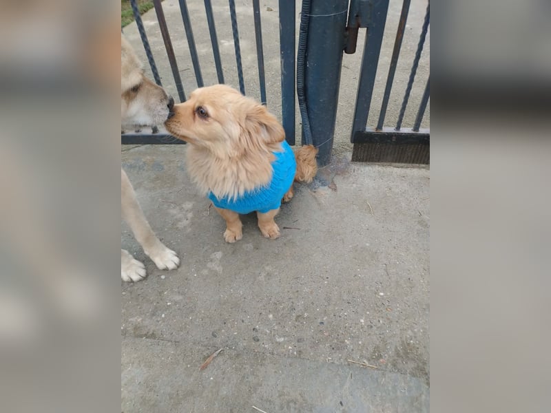 MICKY - sanfter Engel sucht seine Menschen *reserviert*