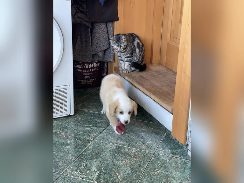 PERRY - kleiner Zuckerbub *reserviert*