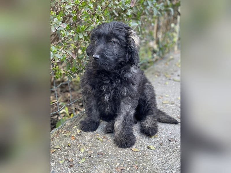 JAKE - süßer Zottel sucht seine Menschen