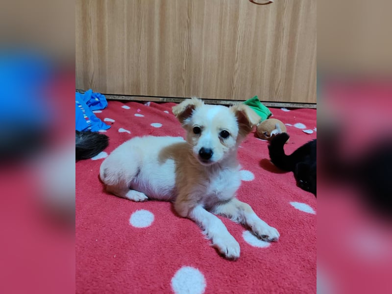 MAGGIE - kleine Hundedame