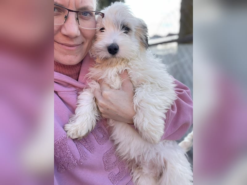 SNOWY - braucht ein eigenes Körbchen