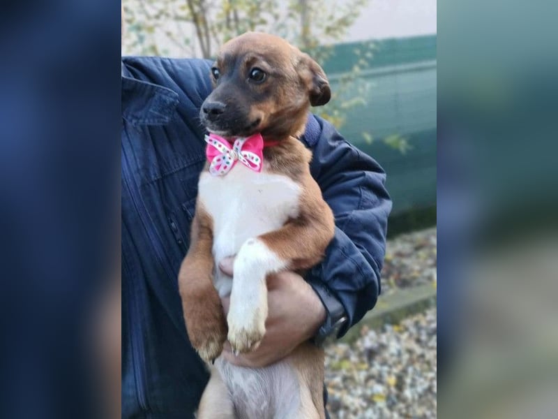 DORA - süßes Hundemädchen