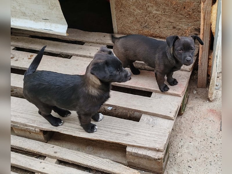 LORIS - Traumzuhause gesucht