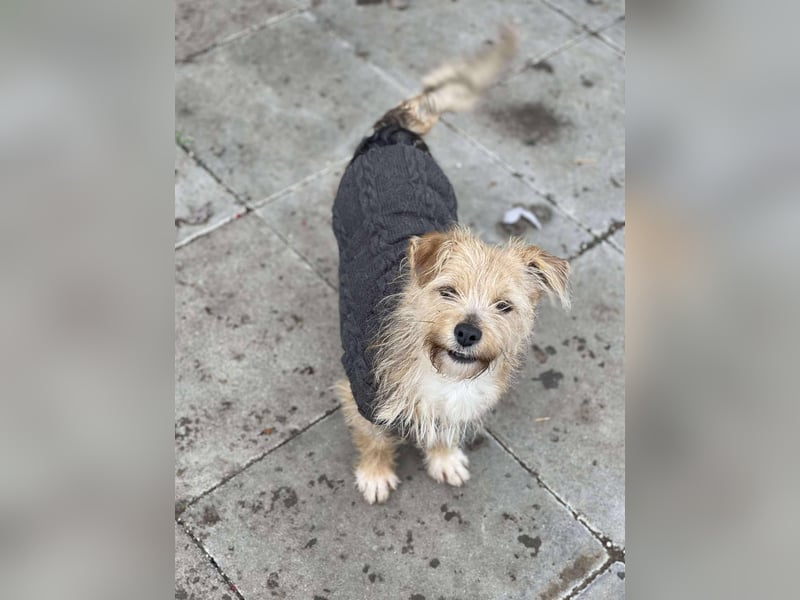 PIP - liebevolle Hundedame *reserviert*