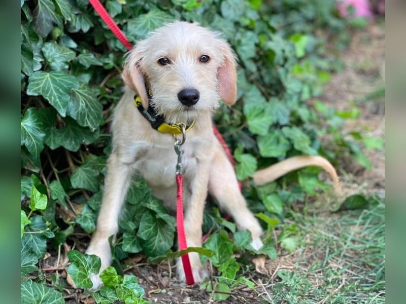 DAISY - verspieltes Hundemädchen