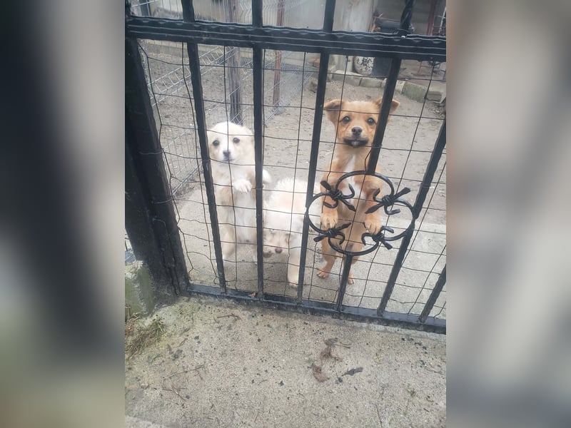 TOTO - kleine Frohnatur *reserviert*