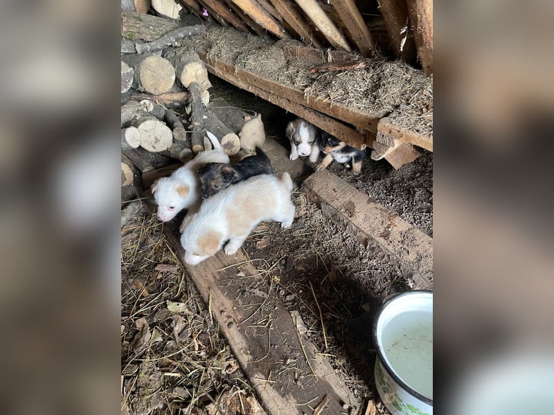 POLLY - kleine Herzensdame