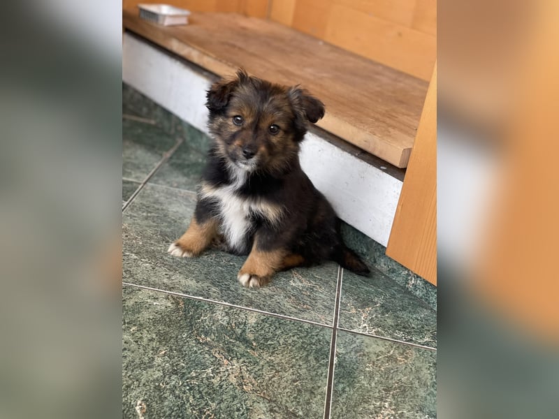 PENNY - kleine Zuckermaus