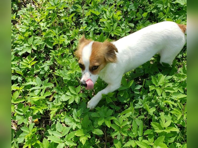 ILA - sanfte Seele sucht ihre Menschen