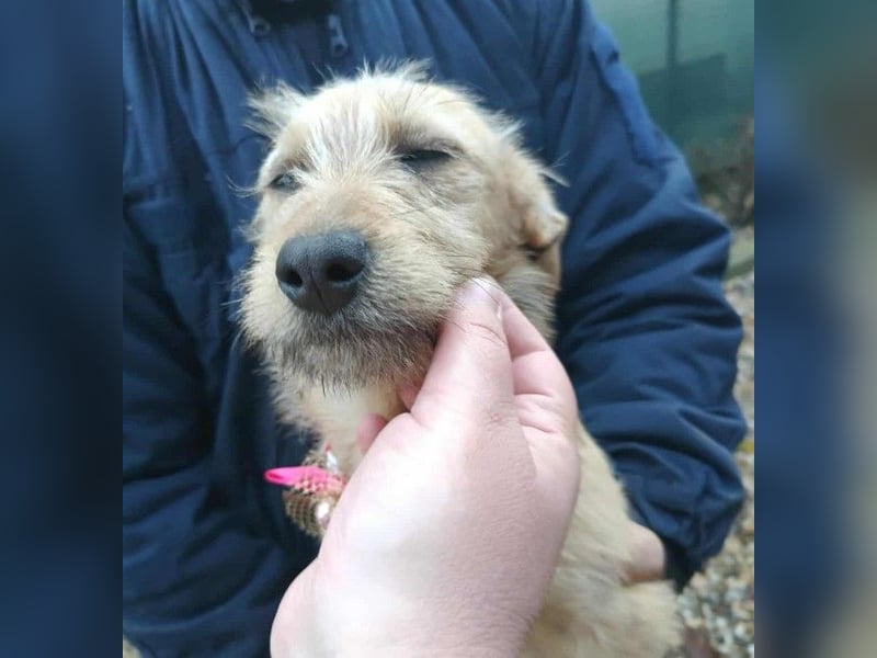 KARMA - kleines fröhliches Mädchen *reserviert*