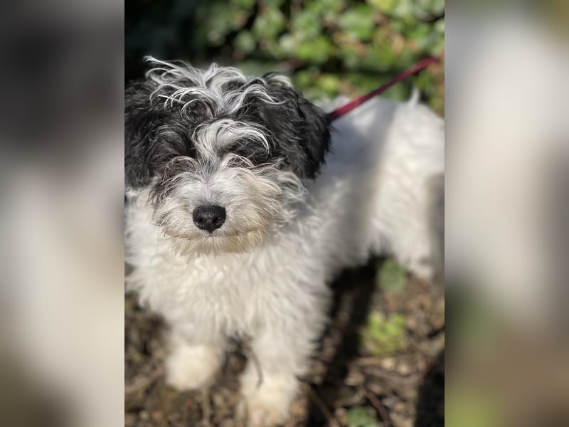 PATCH - sanfte Seele sucht seine Menschen