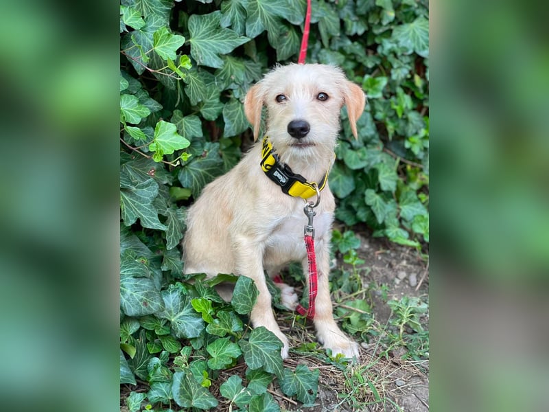 DAISY - verspieltes Hundemädchen