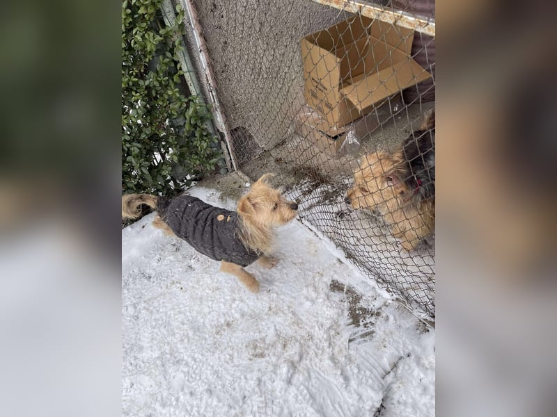 PIP - liebevolle Hundedame