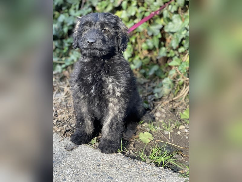 JAKE - süßer Zottel sucht seine Menschen
