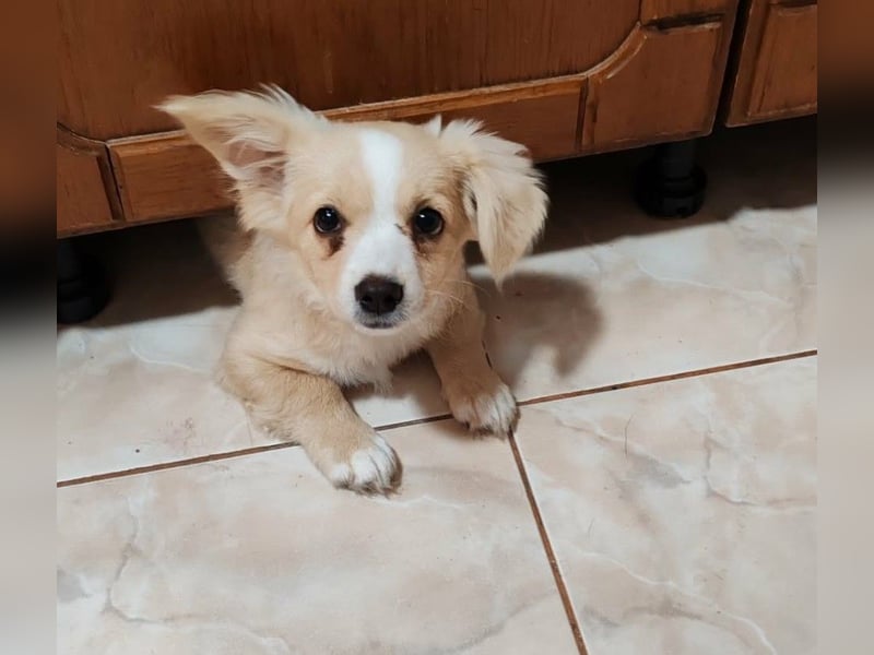 ZIZIE - liebevolles Hundekind