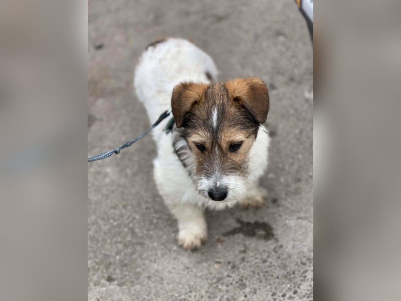 BRODIE - ist bereit für Abenteuer *reserviert*