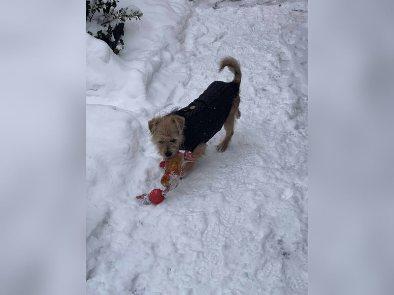 PIP - liebevolle Hundedame