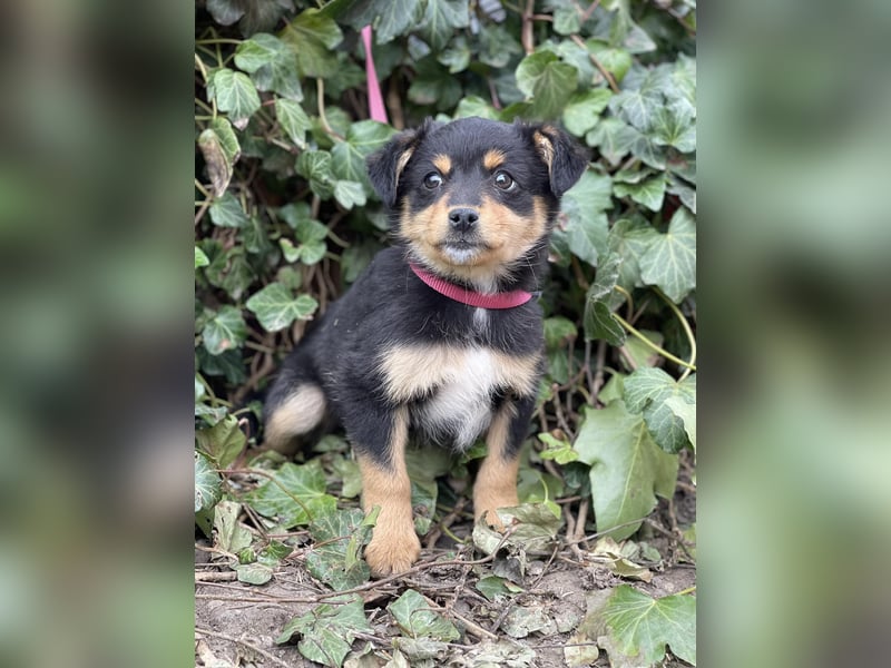 POLLY - kleine Herzensdame