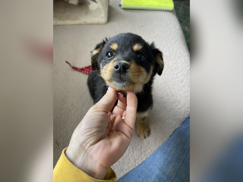 POLLY - kleine Herzensdame