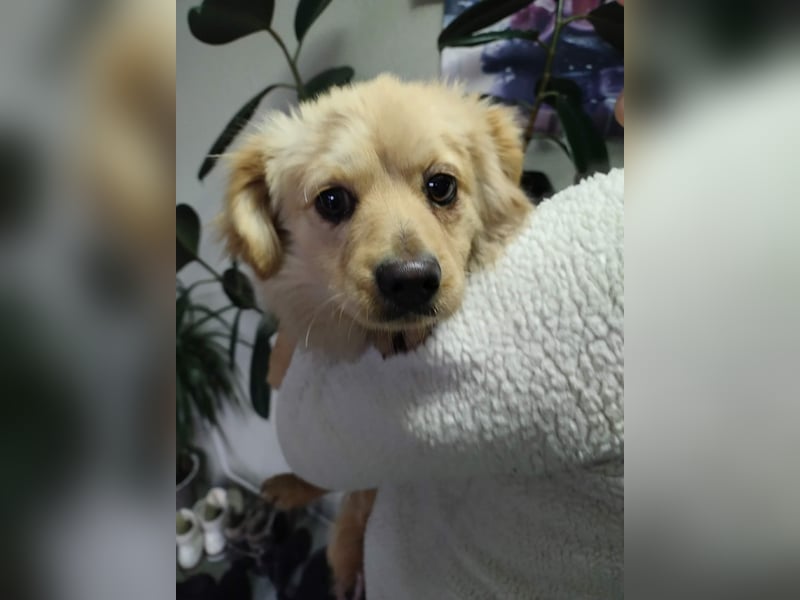 MICKY - sanfter Engel sucht seine Menschen *reserviert*