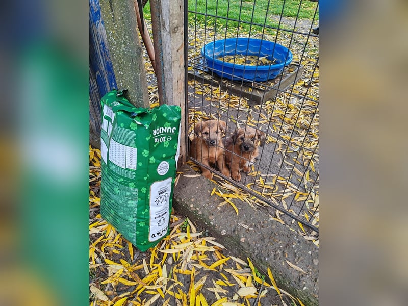 EDAN - ist bereit für sein Abenteuer