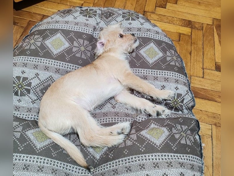 PIXEL - Traumzuhause gesucht