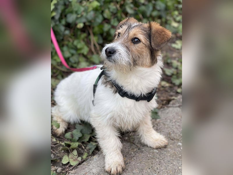 BRODIE - ist bereit für Abenteuer *reserviert*