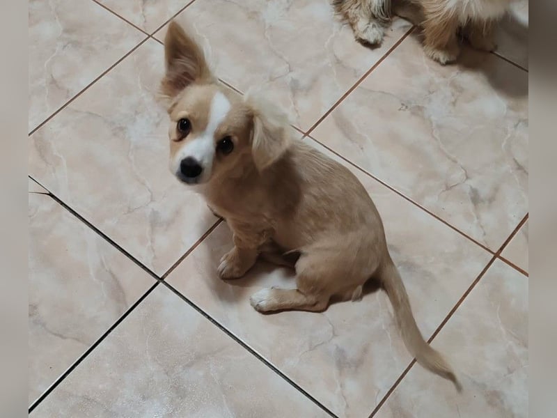 ZIZIE - liebevolles Hundekind