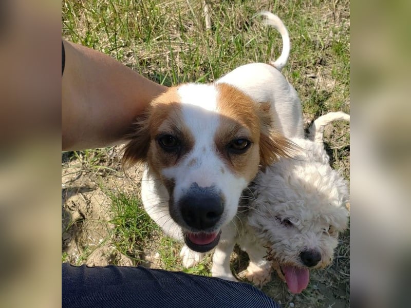 ILA - sanfte Seele sucht ihre Menschen