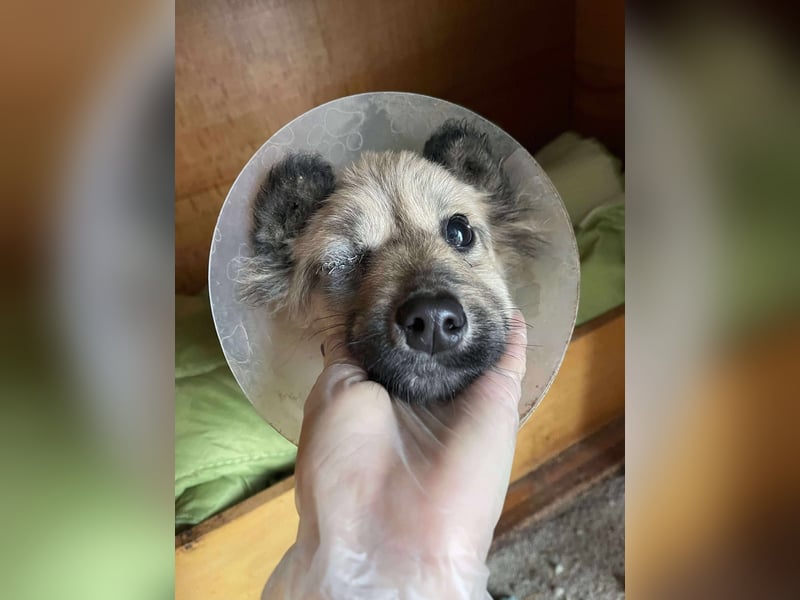 LUPIN - einäugiger Schatz sucht seine Menschen