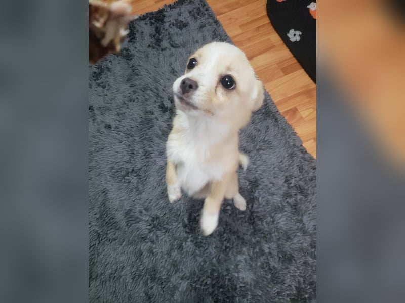 FIFI - kleine Zaubermaus *reserviert*