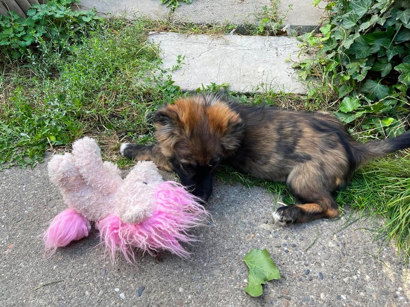 COOPER - verspielter Schatz