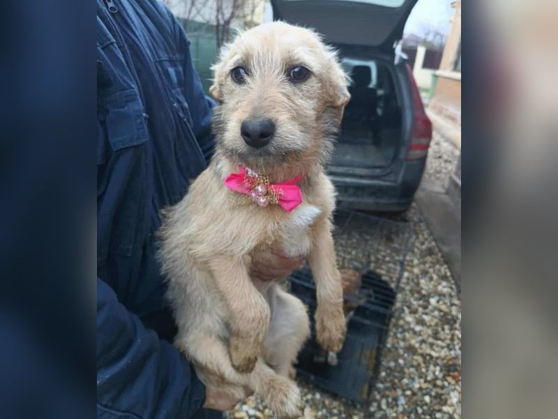 KARMA - kleines fröhliches Mädchen *reserviert*