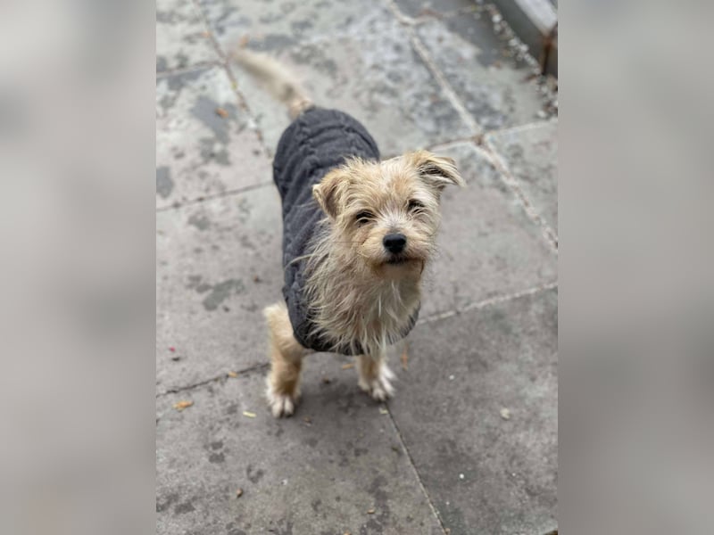 PIP - liebevolle Hundedame