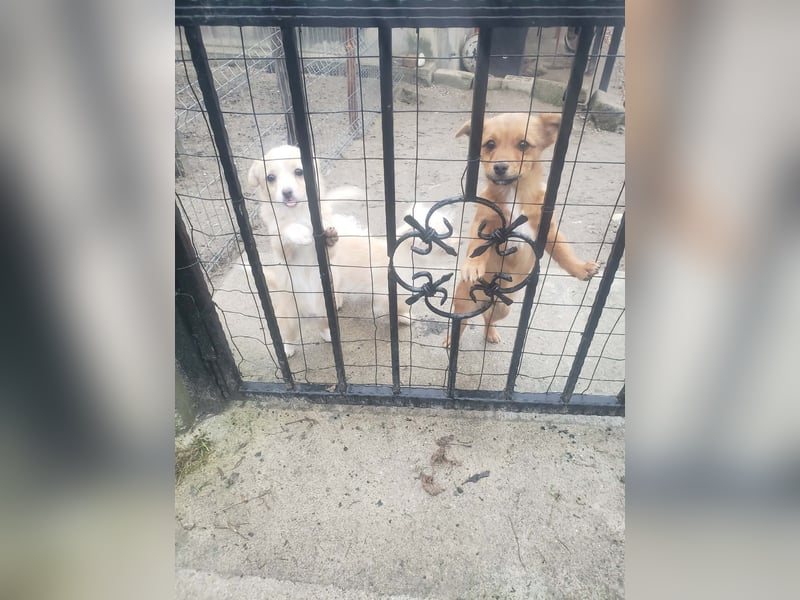 TOTO - kleine Frohnatur *reserviert*