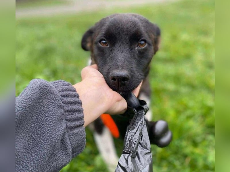 BONO - sucht sein Für-immer-Zuhause *reserviert*
