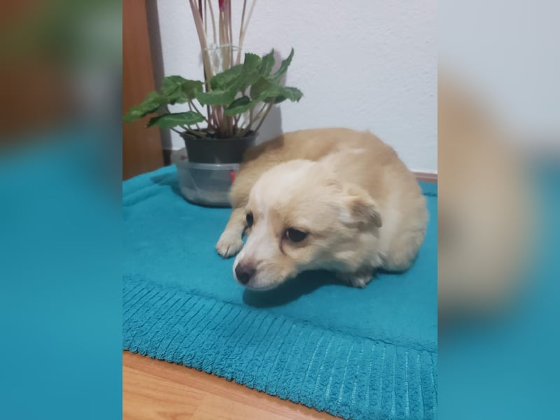 FIFI - kleine Zaubermaus *reserviert*