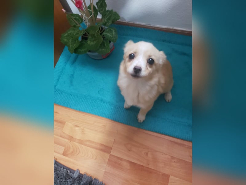 FIFI - kleine Zaubermaus *reserviert*