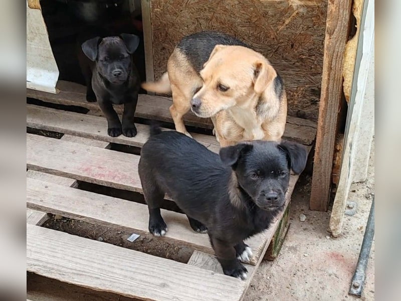 LORIS - Traumzuhause gesucht