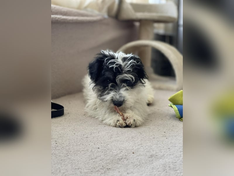 PATCH - sanfte Seele sucht seine Menschen