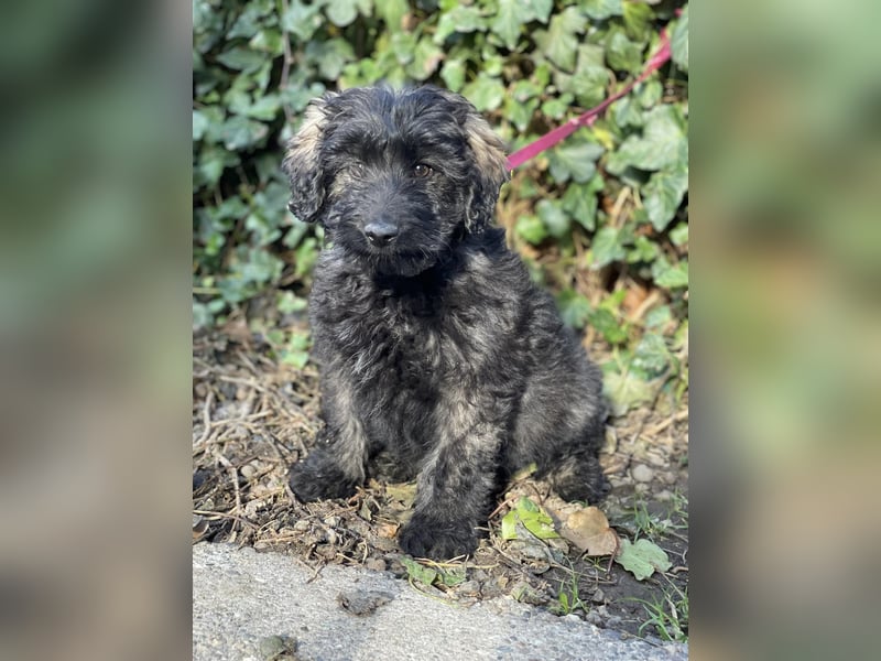 JAKE - süßer Zottel sucht seine Menschen