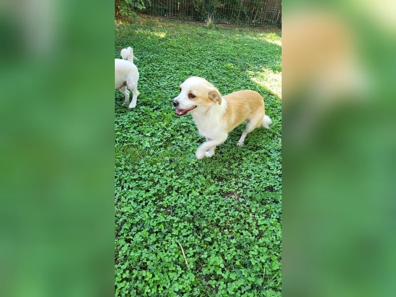 MANUEL - braucht sein eigenes Körbchen