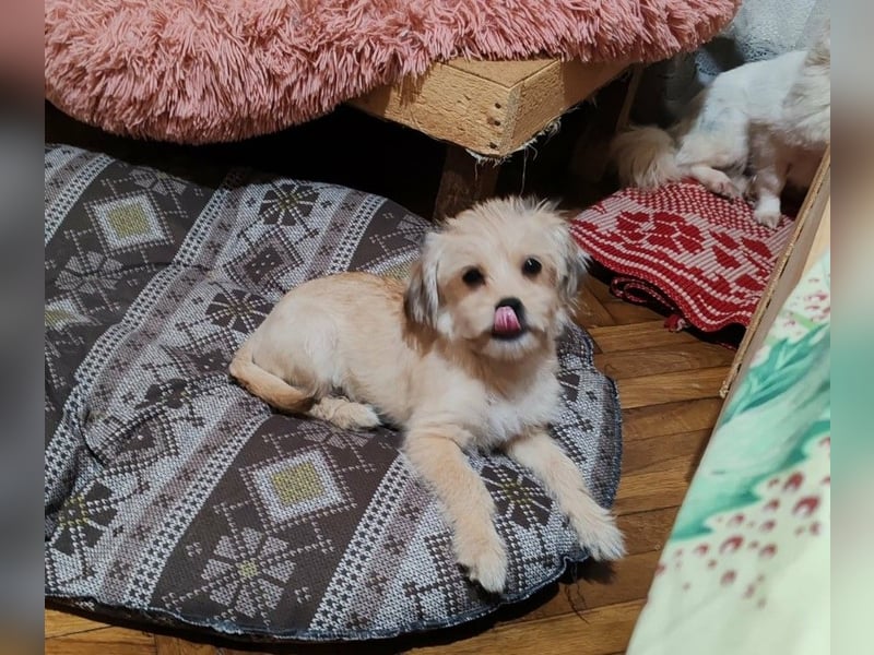 PIXEL - Traumzuhause gesucht