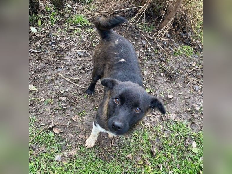 BONO - sucht sein Für-immer-Zuhause *reserviert*