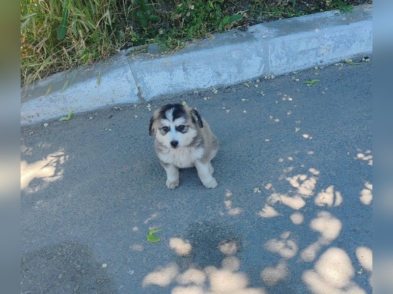 OTTIS - liebevoller Hundebub