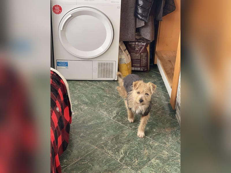 PIP - liebevolle Hundedame