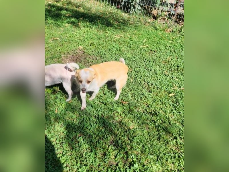 MANUEL - braucht sein eigenes Körbchen